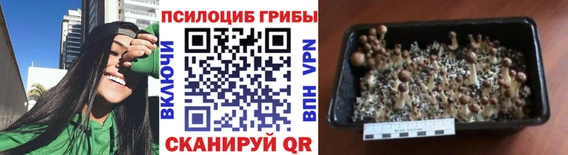 Псилоцибиновые грибы мицелий  Купить закладки  Сысерть 